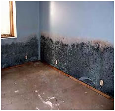House Inspection Ociates Can Mold Cause Health Problems
