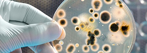Mold testing