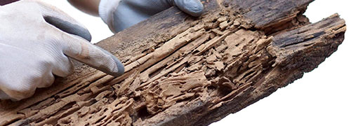 Termite Inspection
