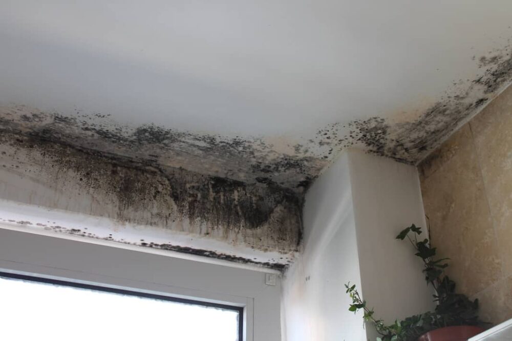 Mold can be regular or black and the black mold causes more problems. 