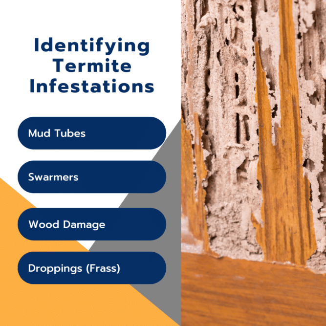 Identifying Termites inside House