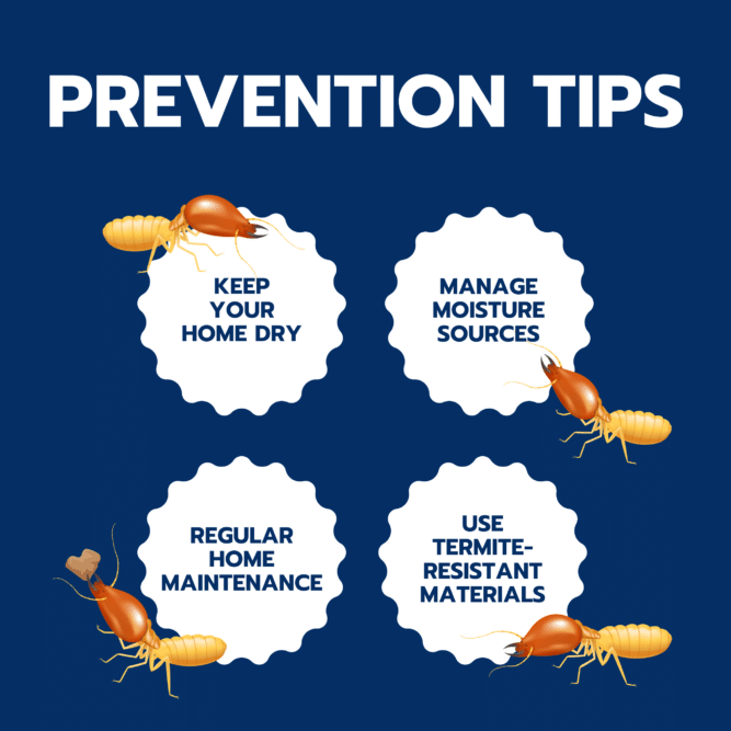 Prevention Tips for Termites inside House