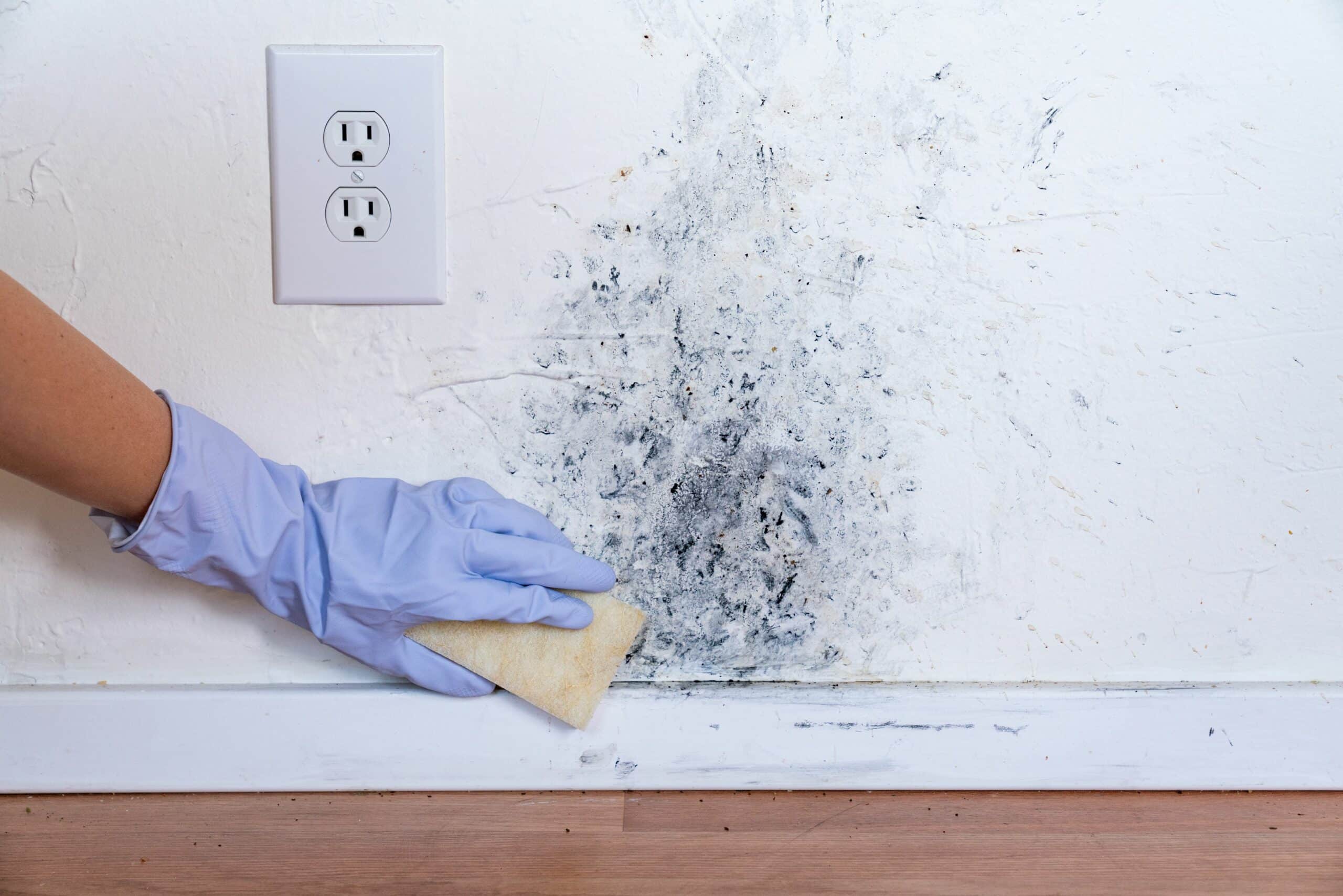 Mold on Wall